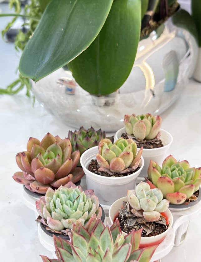 CES 2026:Trinamix推出广角点阵投影仪CES 2026:Trinamix推出广角点阵投影仪